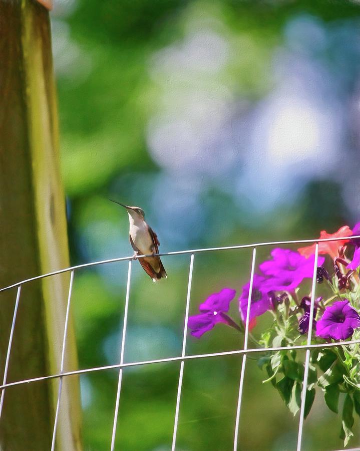 Painterly Hummingbird Photograph