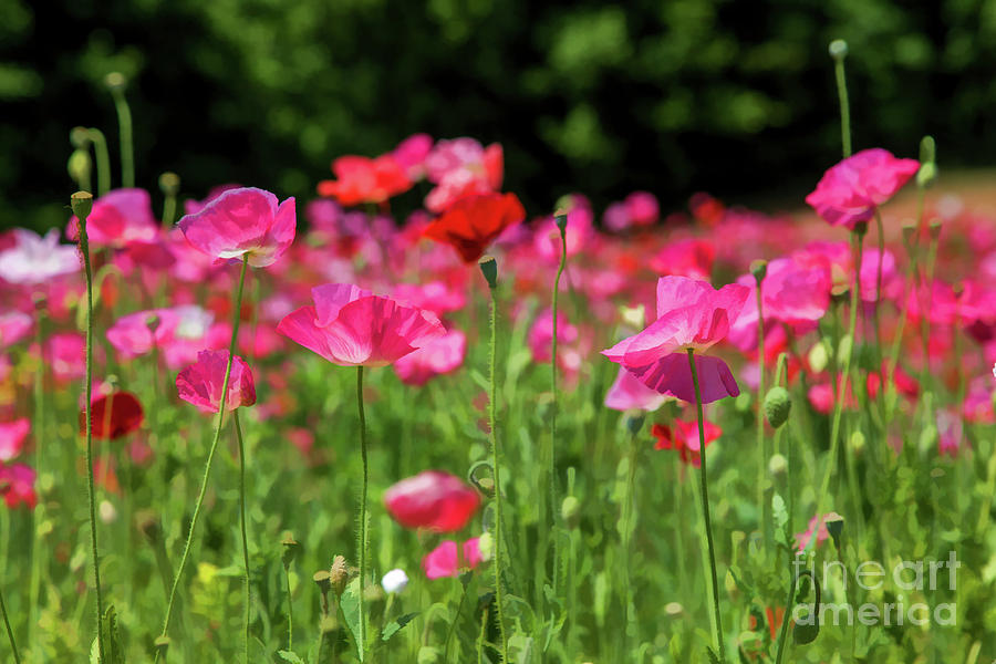 Painterly Poppies in Pink Digital Art by Lisa Lemmons-Powers