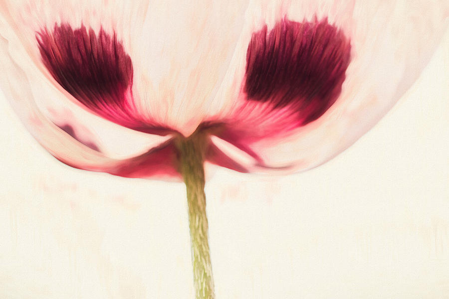 Poppy Photograph - Painterly Poppy by Cindi Ressler