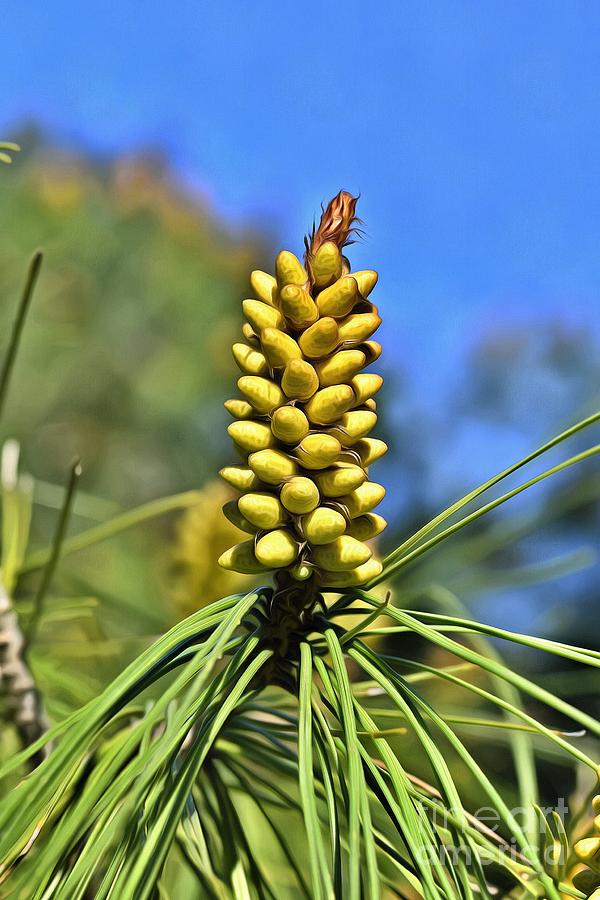 Painting of pine tree buds by George Atsametakis Painting of pine tree buds by George Atsametakis