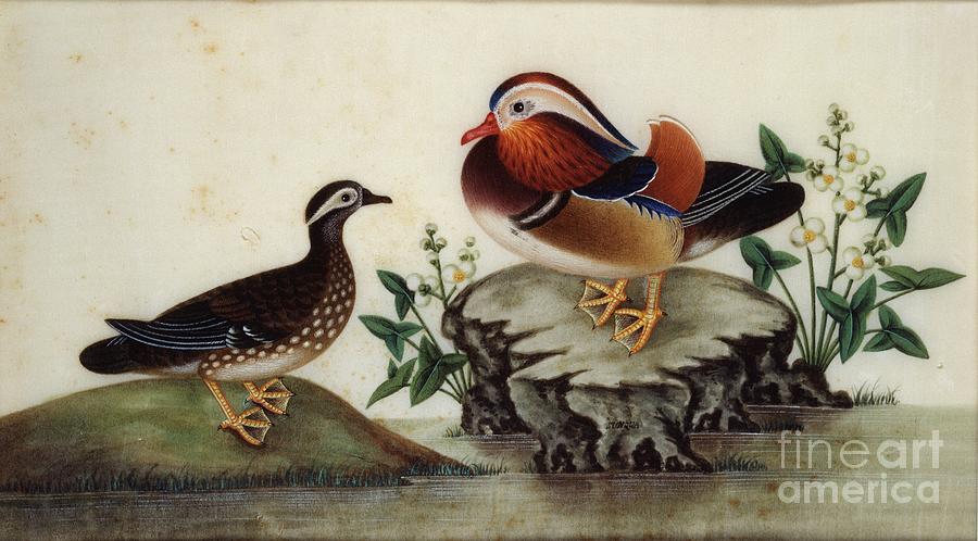 Painting - Two Ducks And Flowering Drawing by Heritage Images