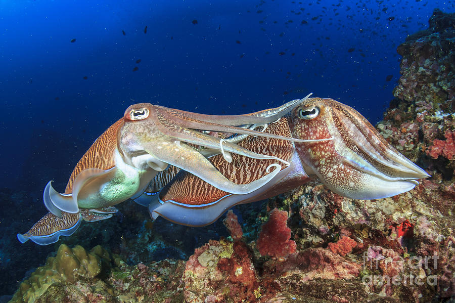 Sulawesi Photograph - Pair Cuttlefish Mating by Rich Carey Sulawesi Photograph - Pair Cuttlefish Mating by Rich Carey