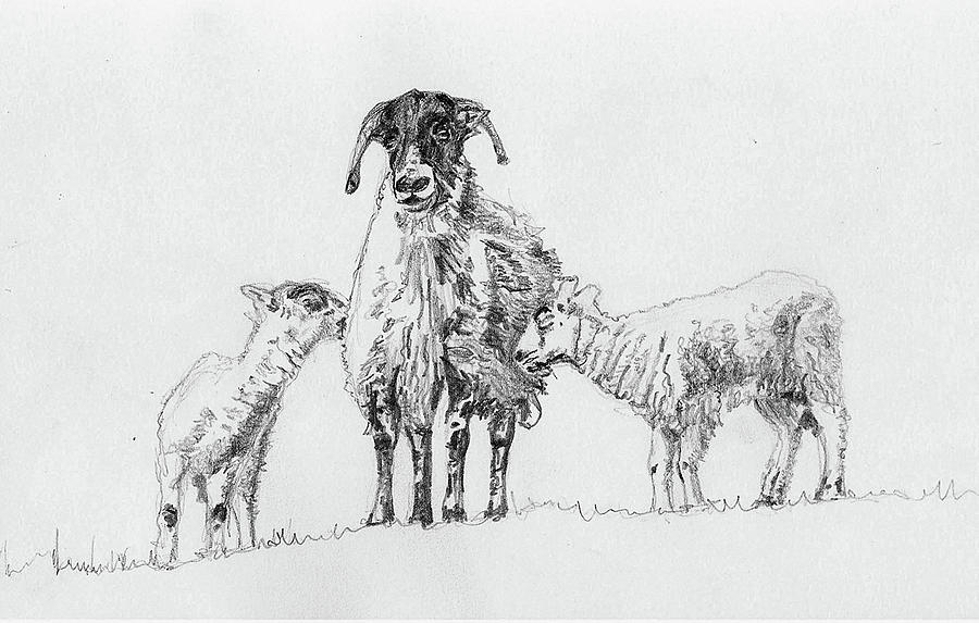 Lambs Drawing - Pair by Helen White Lambs Drawing - Pair by Helen White