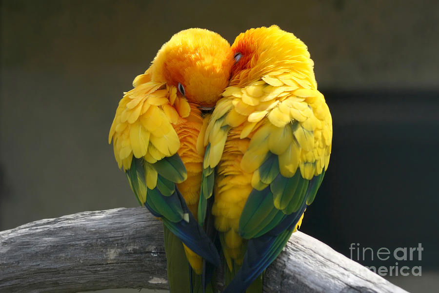 Agapornis Fischeri Photograph - Pair Lovebirds by Julia Kuznetsova Agapornis Fischeri Photograph - Pair Lovebirds by Julia Kuznetsova