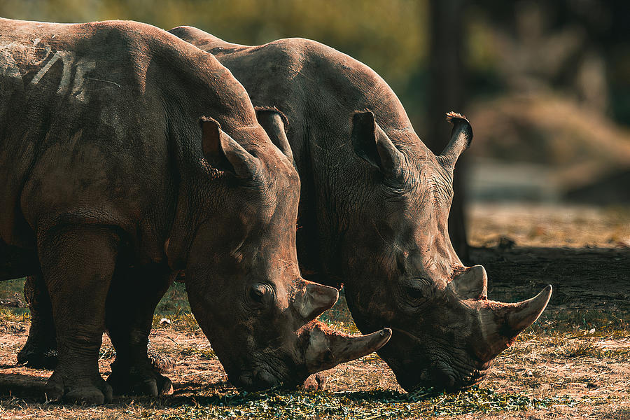 Nature Photograph - Pair Of African Rhinoceroses by Niladri Ssv Bhattar