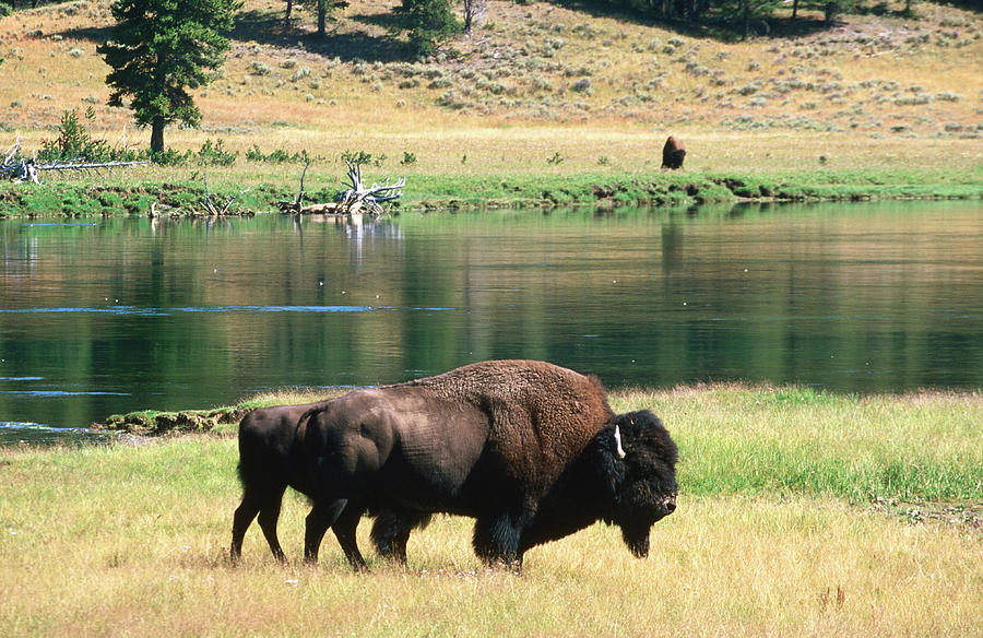 Pair Of American Bison Bison Bison Photograph by David Tomlinson