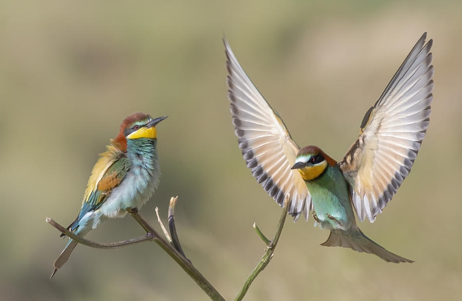 Nature Photograph - Pair Of Bee Eater by Carmel Tadmor