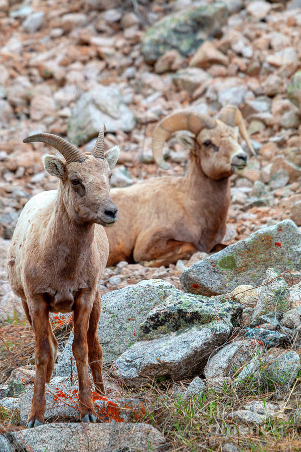 Pair Of Bighorn Sheep In The Mountains Photograph