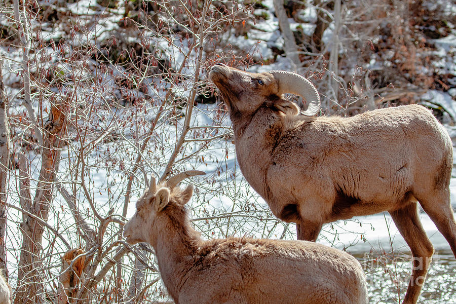 Pair Of Bighorn Sheep Photograph
