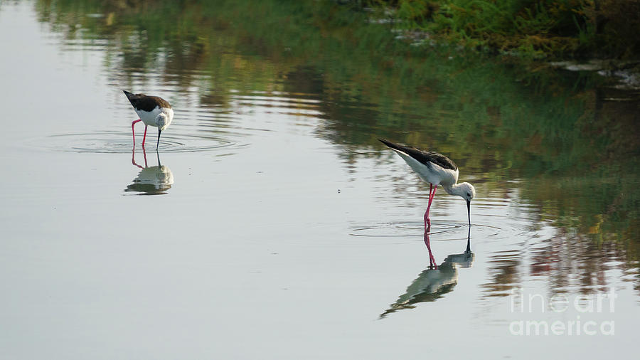 Pair of Black-WInged Stilts Feeding on the Marshland Photograph by Pablo Avanzini