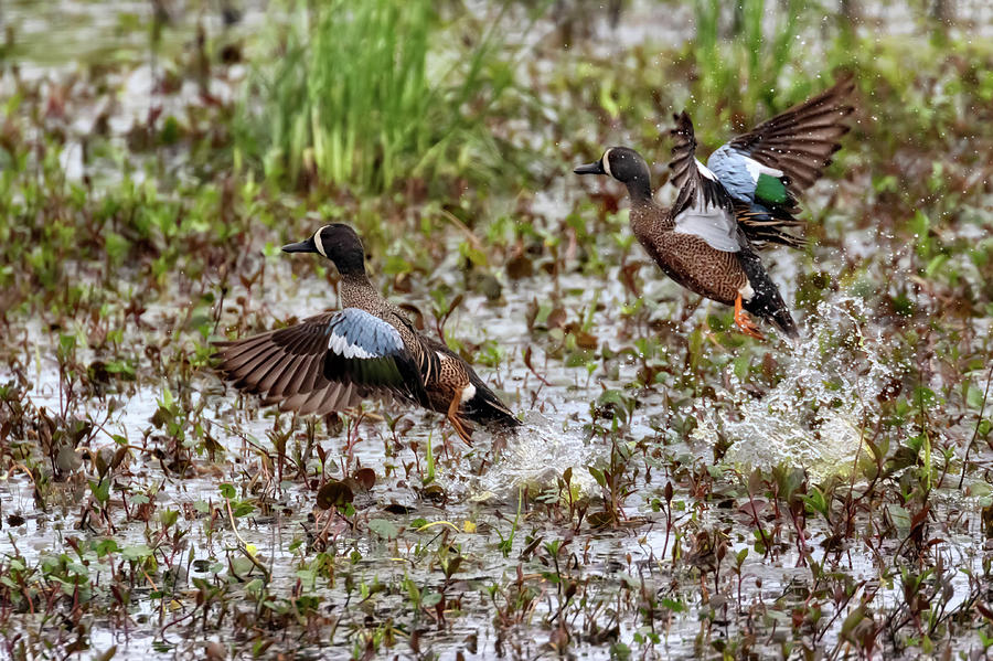 Pair of Blue Winged Teals Photograph by Susan Rissi Tregoning