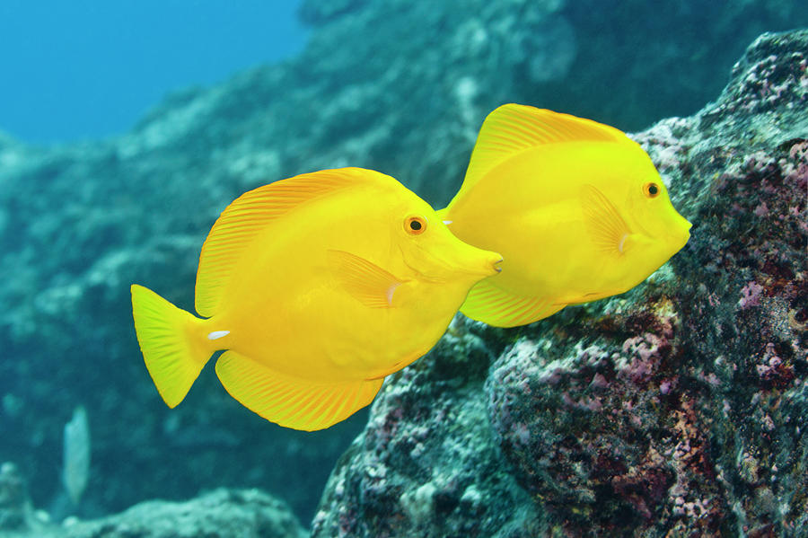yellow freshwater tropical fish