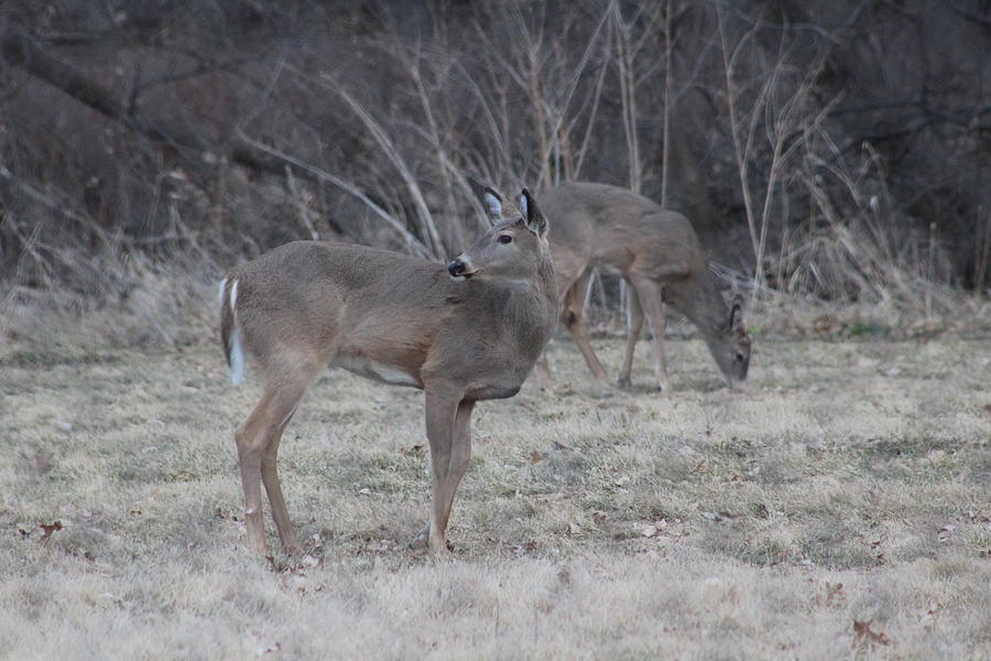 Deer Photograph - Pair Of Browsing Deer by Callen Harty Deer Photograph - Pair Of Browsing Deer by Callen Harty