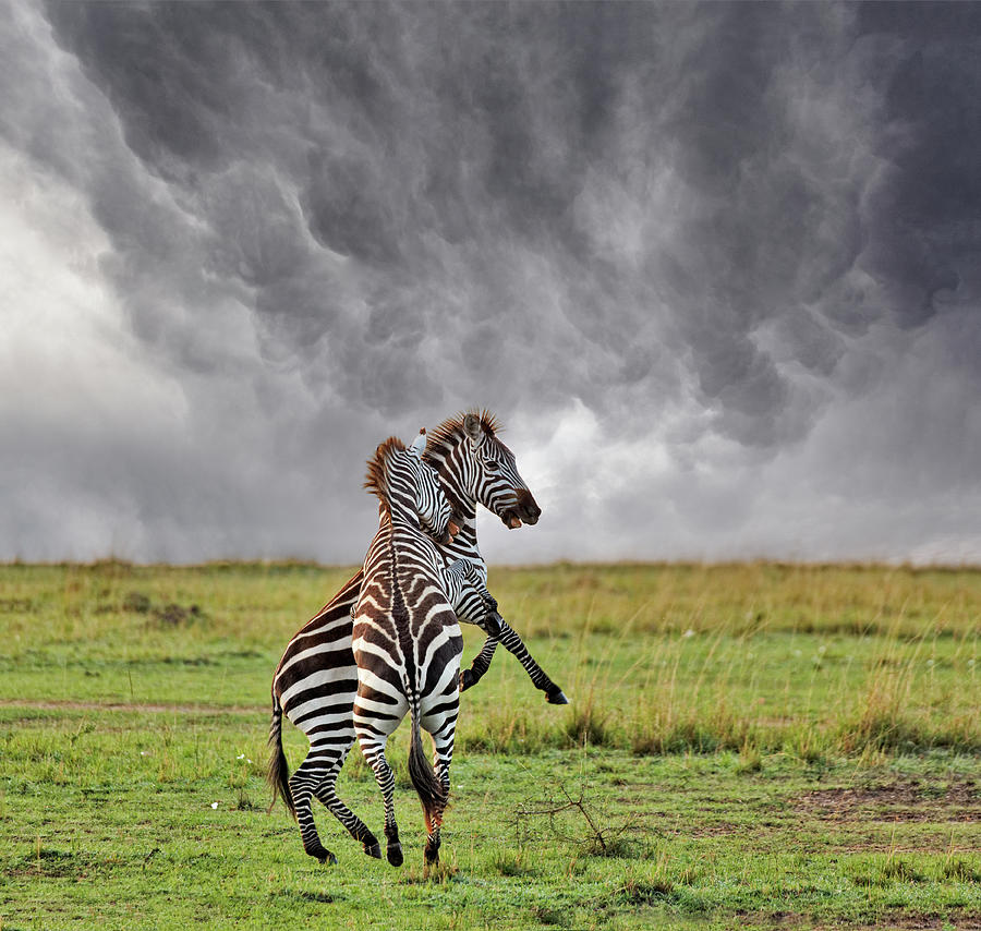 Pair Of Burchells Zebras Fighting Photograph by Adam Jones