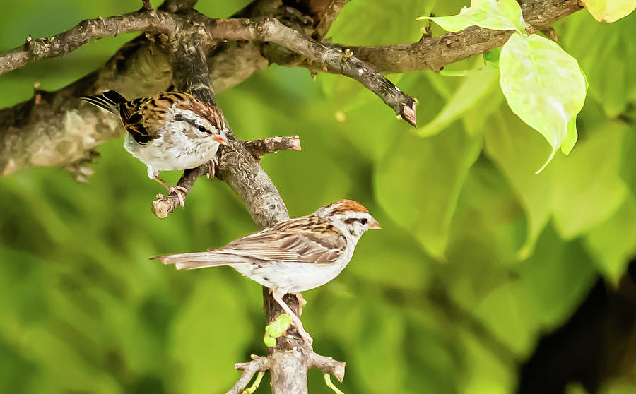 Pair of Chipping Sparrows at Play Digital Art by Ed Stines