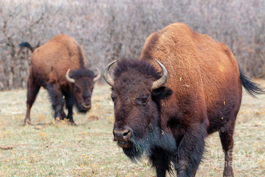 Pair Of Colorado Bison Photograph
