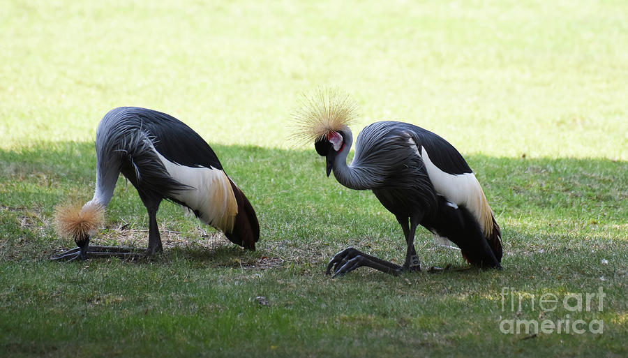 Pair of Crowned Cranes Close to the Ground Photograph by DejaVu Designs