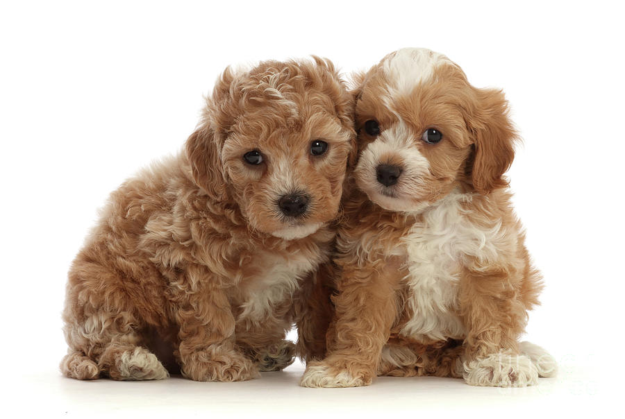 Pair of Cute Cavapoochon puppies by Warren Photographic Pair of Cute Cavapoochon puppies by Warren Photographic
