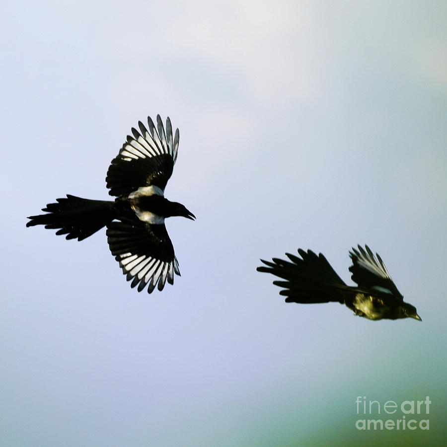 Pair of Eurasian Magpies Flying Photograph by Pablo Avanzini