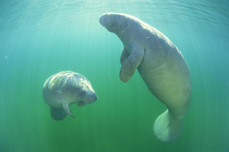 Pair Of Florida Manatees Swimming Photograph by Comstock