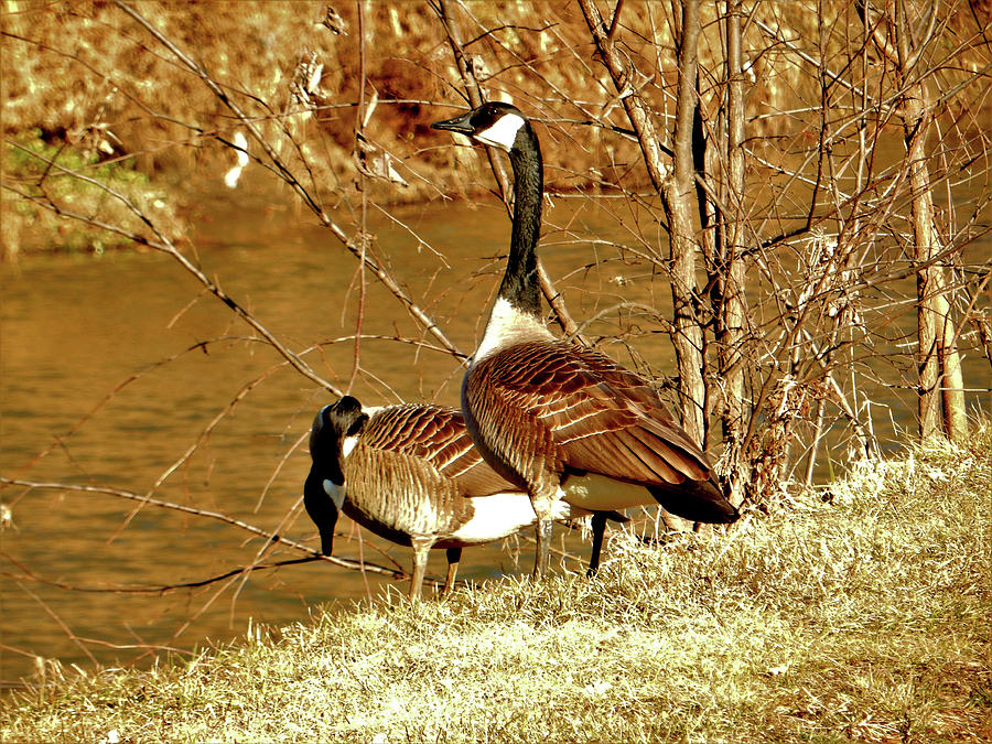 Pair of Geese, Love Photograph by Sandra Js
