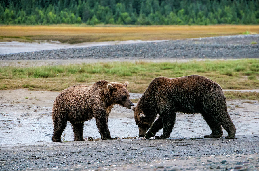 Lake Clark National Park And Preserve Photograph - Pair of Grizzlies by Phyllis Taylor