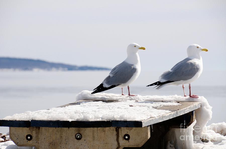 Pair of Gulls Photograph by Sandra Updyke
