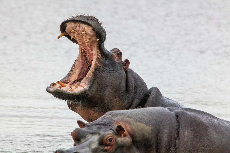 Pair Of Hippopotamus (hippopotamus Amphibius), Sutherland, Northern 