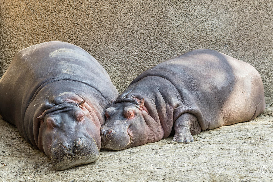 Pair Of Hippos Cuddling In Zoo Photograph
