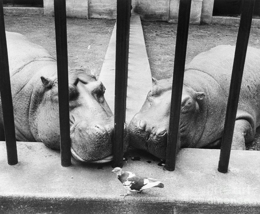 Pair Of Hippos Watching Pigeon In Zoo Photograph by Bettmann