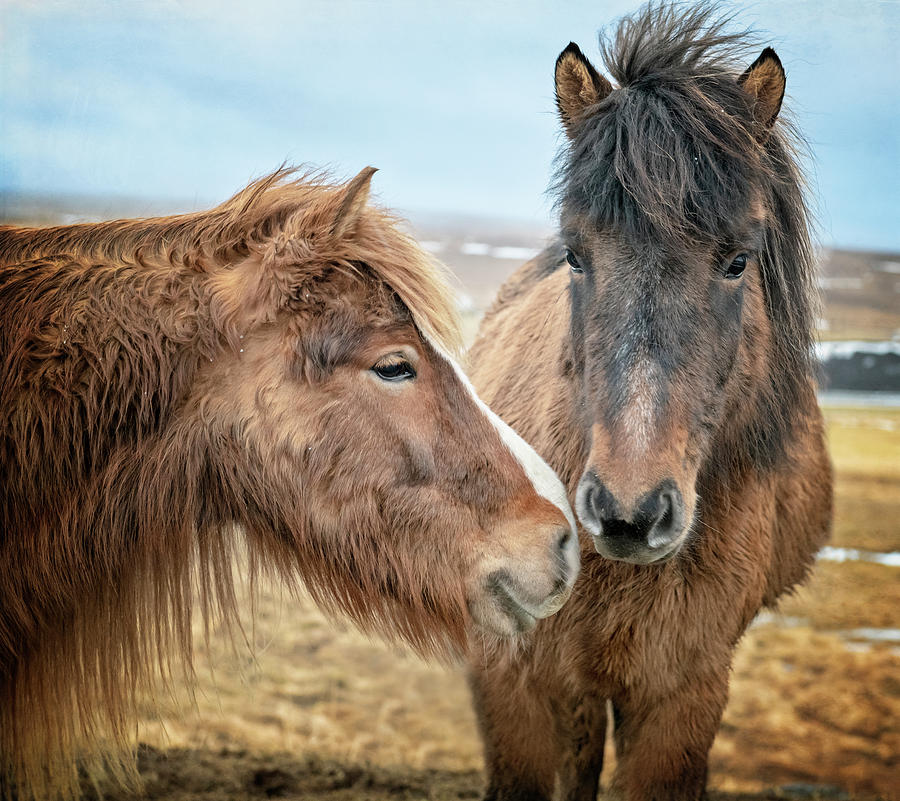 Pair of Icelandic Horses Photograph by Joan Carroll