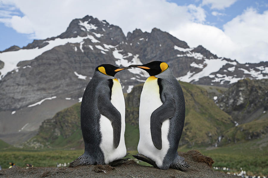 Pair Of King Penguins, South Georgia Island, Sub Antarctica Photograph by Carol Walker / Naturepl.com Pair Of King Penguins, South Georgia Island, Sub Antarctica Photograph by Carol Walker / Naturepl.com