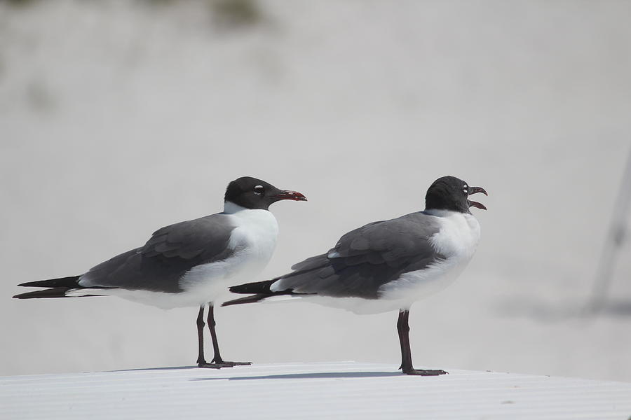 Pair of Laughing Gulls Photograph by Callen Harty