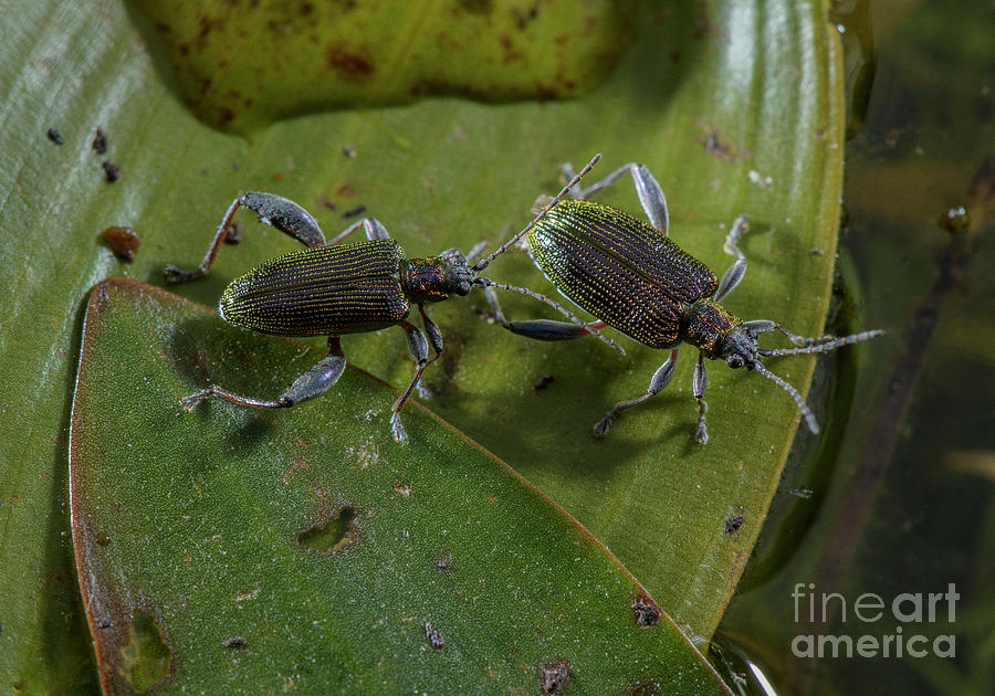 Pair Of Leaf Beetles On Broad-leaved Pondweed Photograph by Bob Gibbons/science Photo Library