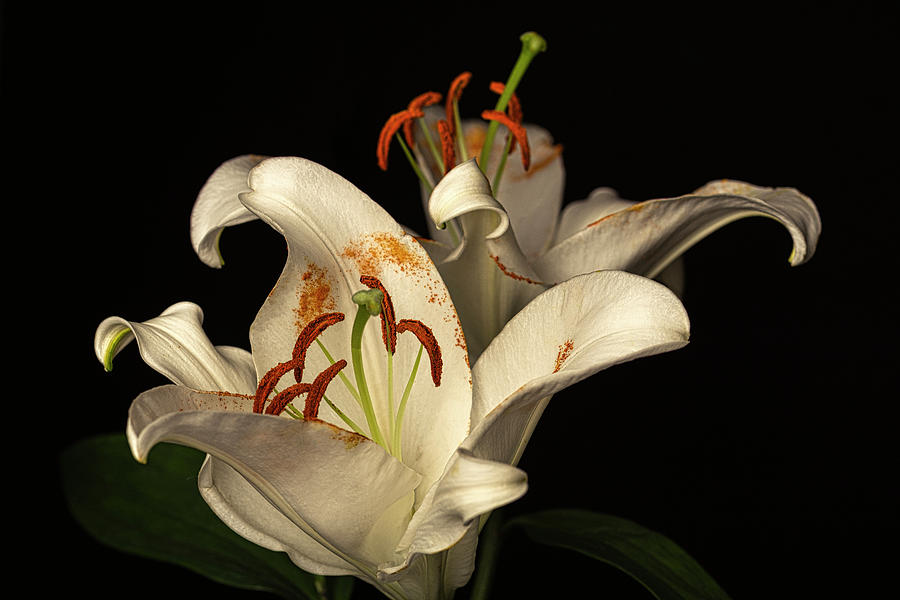 Pair of Lilies by David Chiles Pair of Lilies by David Chiles
