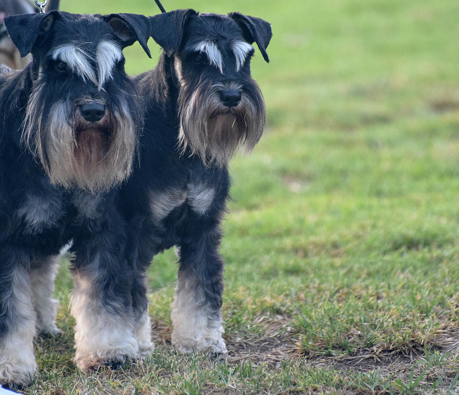 Portrait Digital Art - Pair Of Male And Female Miniature Schnauzers by Photostock-israel