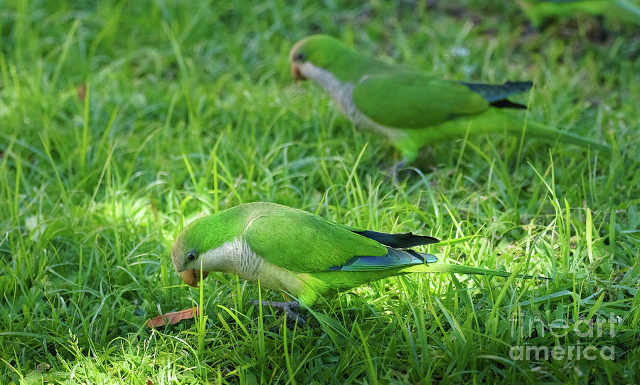 Pair of Monk Parakeets eating on the grass Photograph by Pablo Avanzini