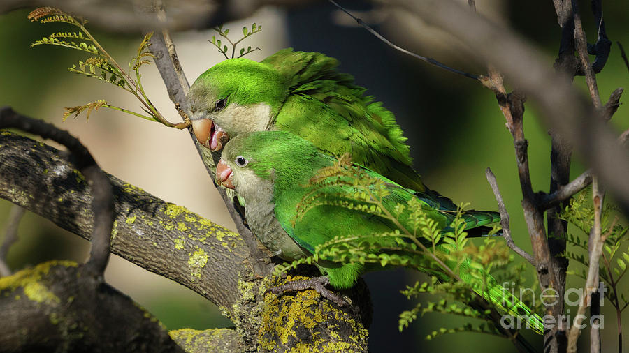 Pair of Monk Parakeets Perched on a Tree Branch Photograph by Pablo Avanzini