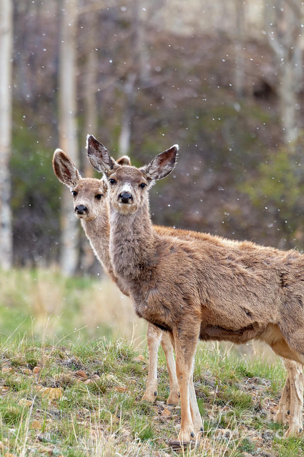 Pair Of Mule Deer On A Snowy Morning Photograph