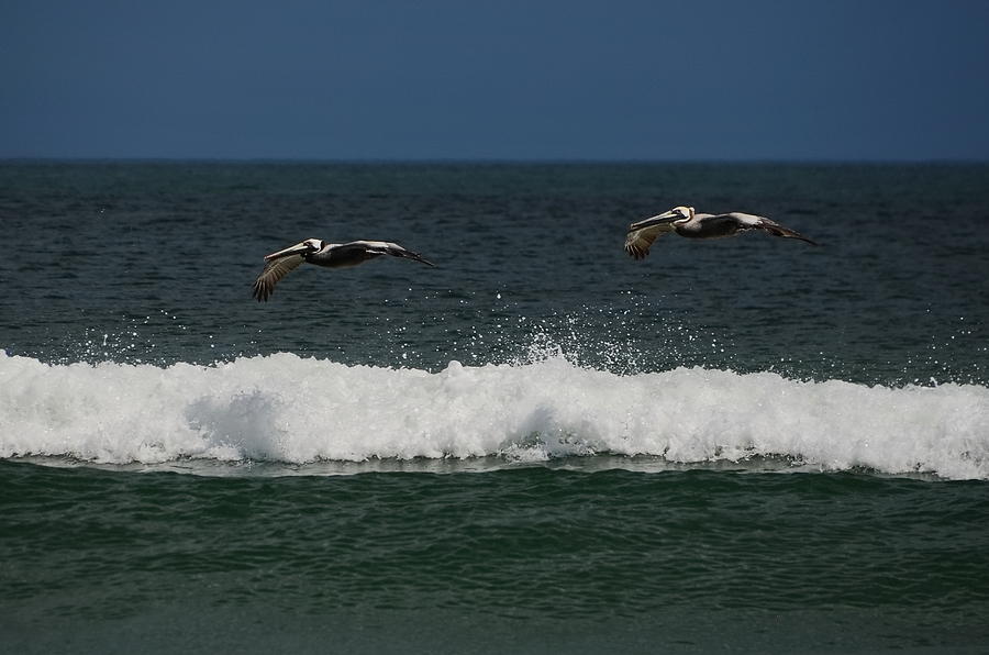 Pair of Pelicans in Flight by Jordan Paw Pair of Pelicans in Flight by Jordan Paw