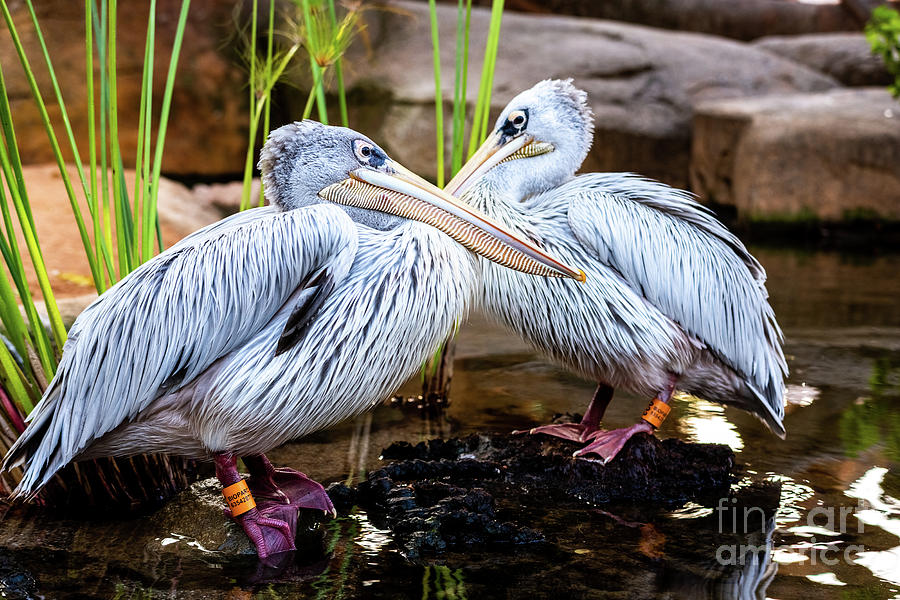 Pair of pink pelicans in a pond. Pelecanus rufescens. Photograph by Joaquin Corbalan