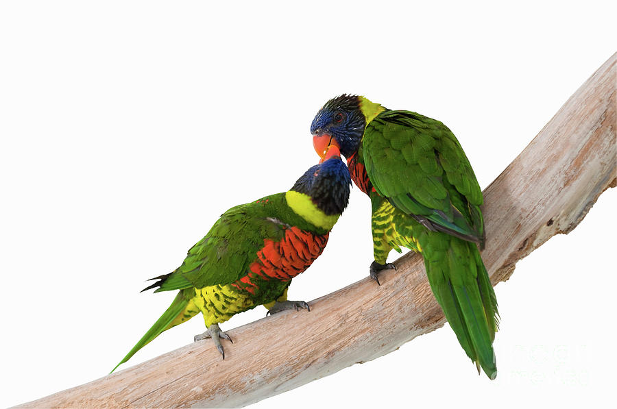 Parrot Photograph - Pair Of Rainbow Lorikeets by Microgen Images/science Photo Library