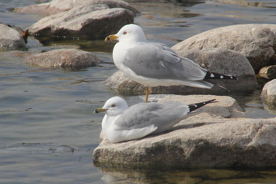 Pair of Ring-billed Gulls by Callen Harty Pair of Ring-billed Gulls by Callen Harty