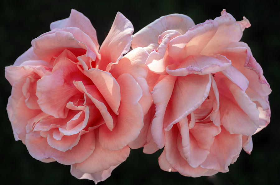 Rose Photograph - Pair of roses by Anatoly Vinokurov