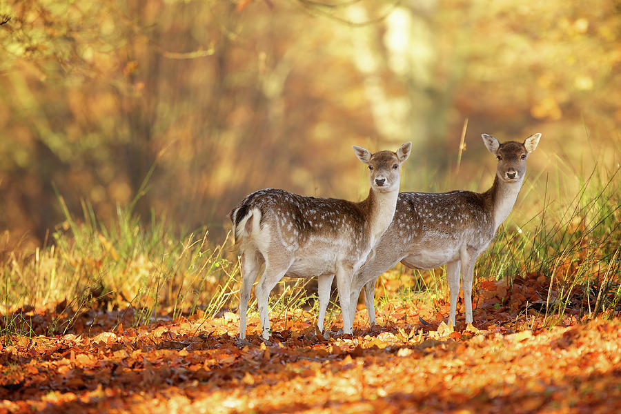 Pair Of Small Deer Photograph by Markbridger