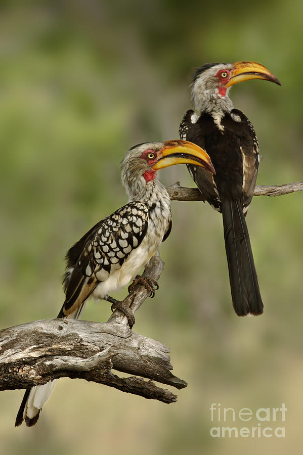 Big Photograph - Pair Of Southern Yellowbilled Hornbills by Johan Swanepoel Big Photograph - Pair Of Southern Yellowbilled Hornbills by Johan Swanepoel