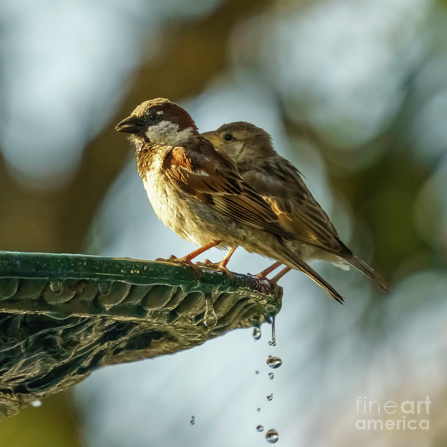 Pair of Spanish Sparrows Male and Female Percched on Iron Fountain Photograph by Pablo Avanzini