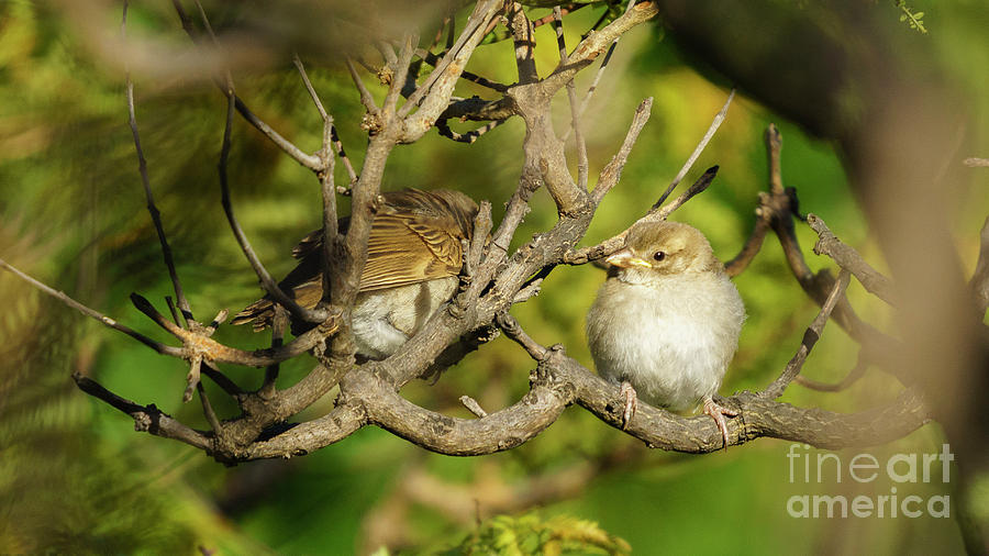 Pair of Spanish Sparrows Percehd on a Tree Photograph by Pablo Avanzini