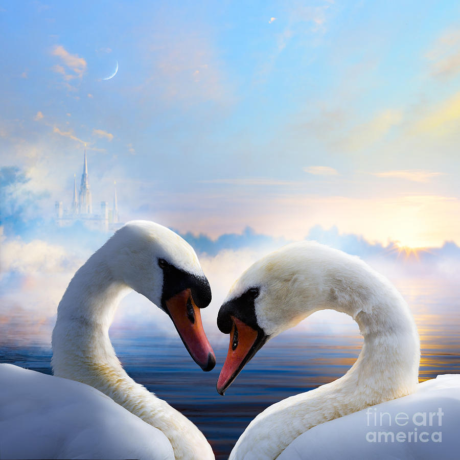 Pair Of Swans In Love Floating Photograph By Konstanttin Pixels