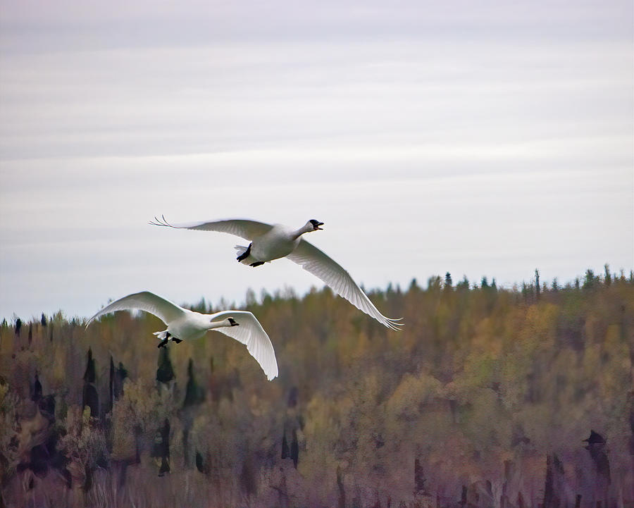 Swan Photograph - Pair of Trumpeter Swans by Phyllis Taylor